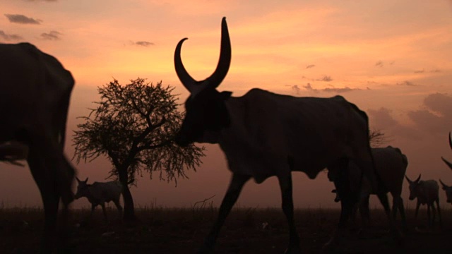 南苏丹的一个牛营视频下载