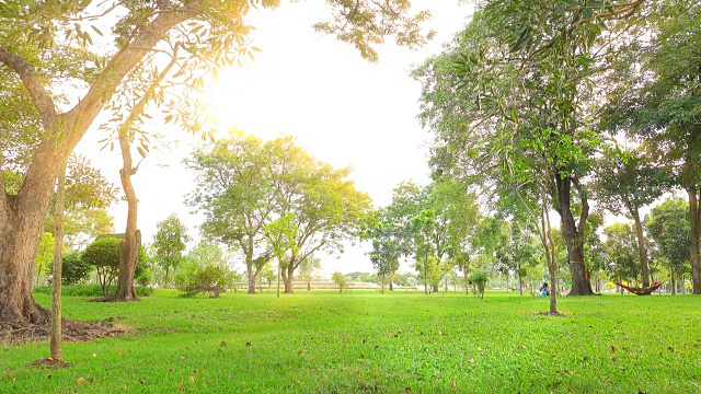 4K:绿色公园，城市森林树木景观视频素材