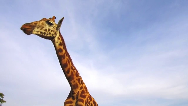 在非洲的长颈鹿视频下载