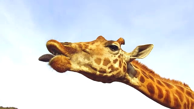 长颈鹿在非洲捕捉饲料视频下载