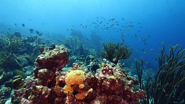 珊瑚礁海景在加勒比海库拉索岛附近的潜水地点马科山视频素材