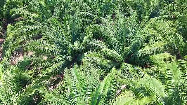 棕榈园油棕榈种植园鸟瞰图视频素材