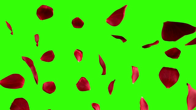 红色玫瑰花瓣过渡水平飞行流动上色度键，绿色屏幕背景，阿尔法通道，节日爱情，关系和情人节视频素材