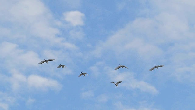 白鹭在蓝天飞翔，慢镜头。视频素材