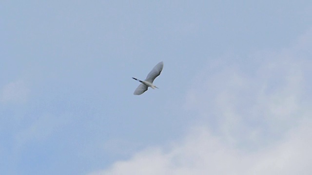 白鹭在蓝天飞翔，慢镜头。视频素材