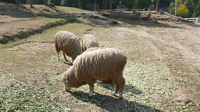 绵羊在农场放牧视频下载