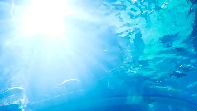 阳光透过水下和热带鱼视频下载