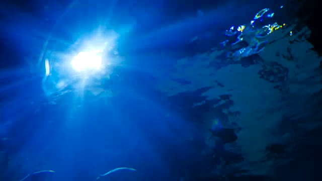 阳光透过水下和热带鱼视频素材