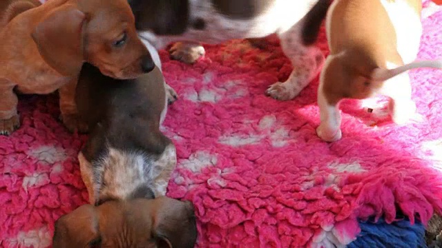 腊肠小狗玩地毯高清镜头视频素材