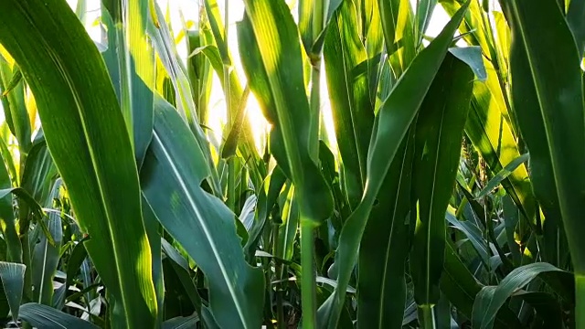 玉米在地里生长视频下载