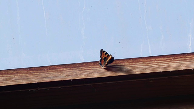 英国，一只蝴蝶长着黑色和橙色的翅膀，沿着一扇窗户的木框走着。视频下载