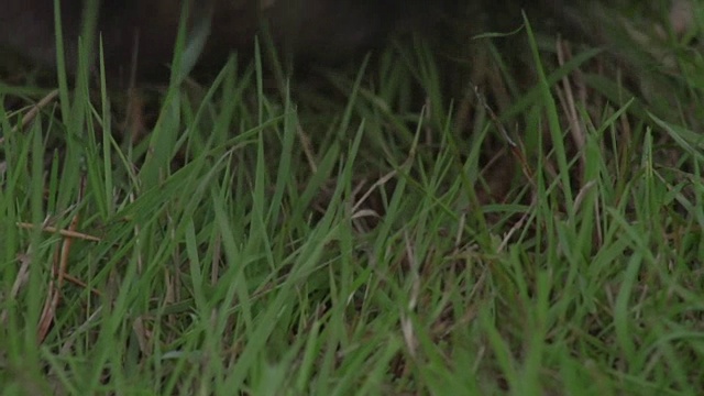 驼鹿吃草的特写视频素材