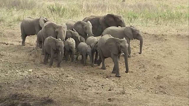 一群大象走向水坑喝水。视频素材