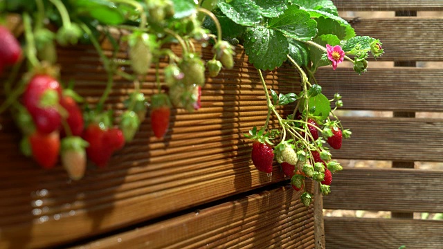 草莓随雨水生长在花园里视频下载