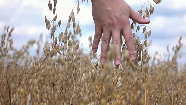 用手触摸田野里的燕麦粒，慢镜头250fps视频素材