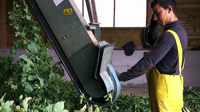 农民将一根啤酒花树枝插入机器视频素材