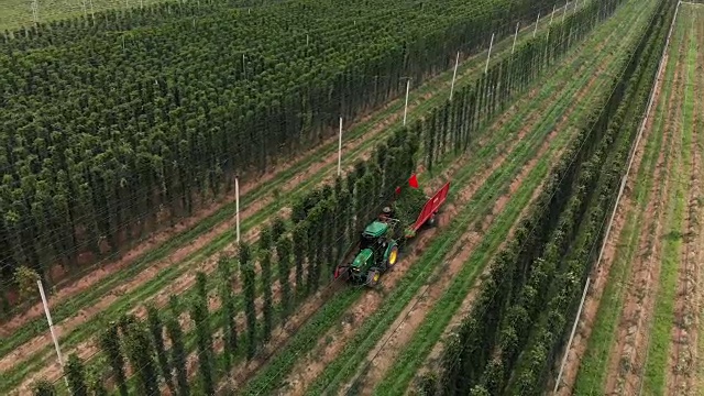 农民用拖拉机收割啤酒花视频素材