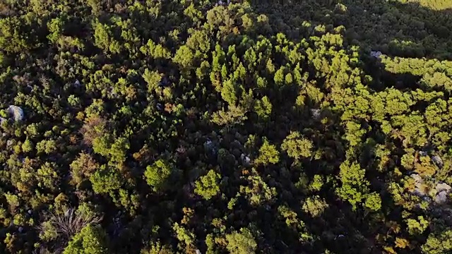 森林中的无人机视图视频素材