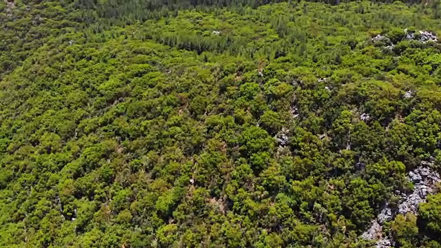 森林中的无人机视图视频素材