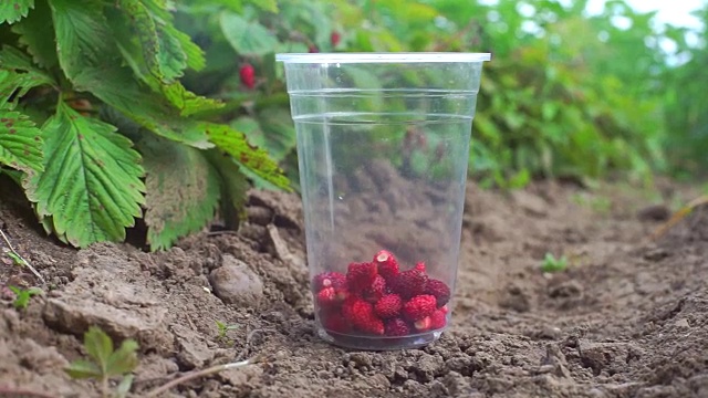 红色浆果装在塑料杯子里放在地上视频下载