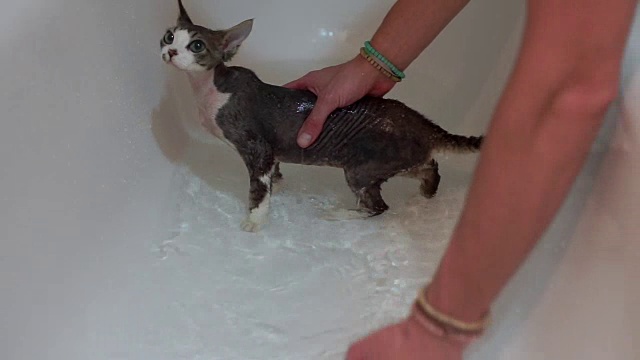 用水洗猫视频素材