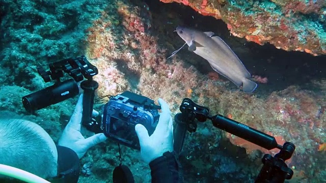 潜水男子拍摄鱼视频下载