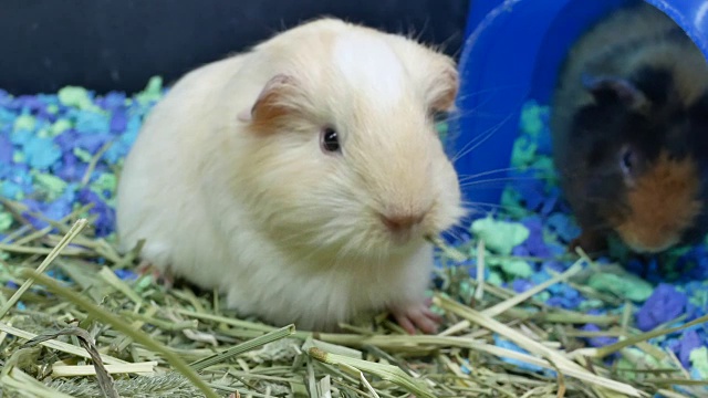 有趣的豚鼠在宠物商店的笼子里吃杂草的动作视频素材