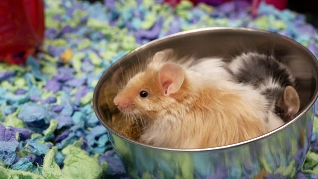 花式老鼠在宠物商店的笼子里吃杂草的动作视频素材
