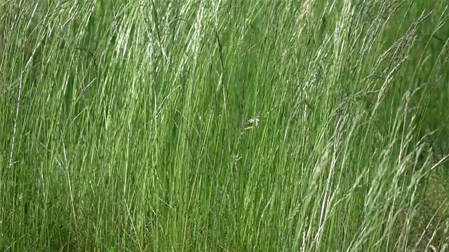 长草在风中摆动，慢镜头250fps视频素材