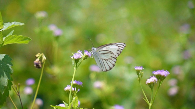 慢镜头蝴蝶在花上视频素材