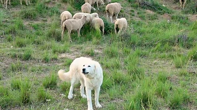 在法国普罗旺斯，一只大比利牛斯山狗在看守她的羊群视频下载