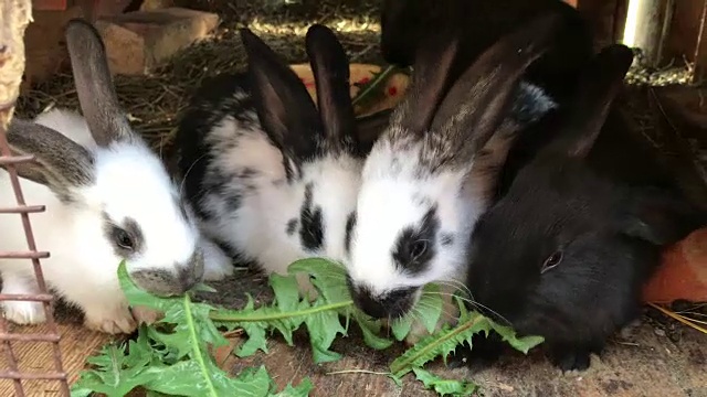 不同颜色的小兔子排成一排，吃草。视频下载