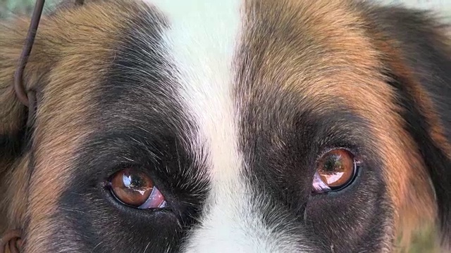 狗的眼睛，特写视频下载