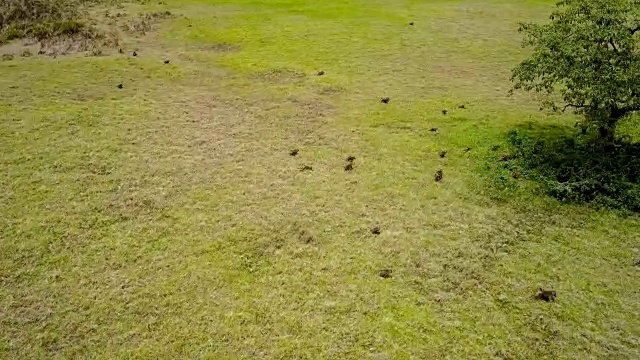 在非洲大草原上奔跑的狒狒鸟瞰图。视频素材