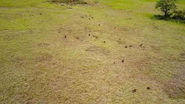 在非洲大草原上奔跑的狒狒鸟瞰图。视频素材