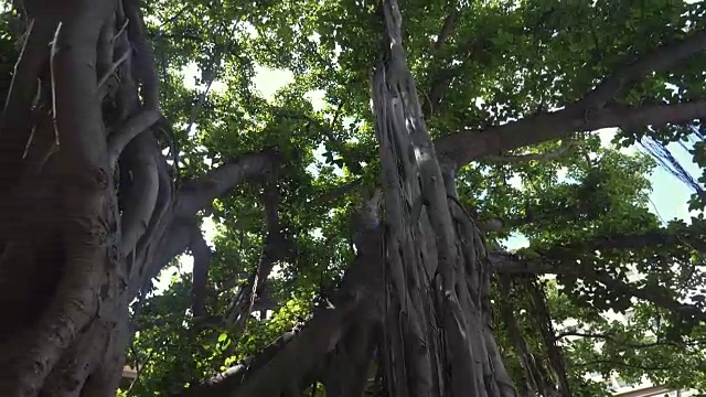 夏威夷的大榕树4k慢镜头60fps视频下载