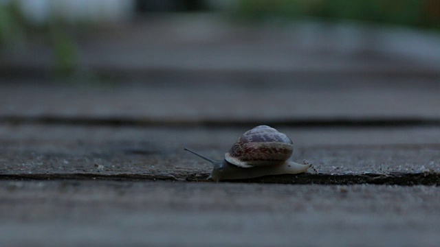 蜗牛在晚上爬行视频素材