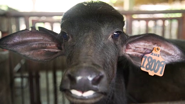 水牛近距离看在镜头稳定。乌贝奶牛场，保和，菲律宾视频素材