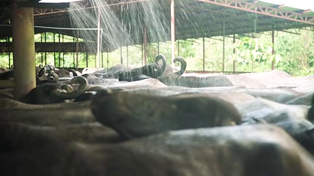 水牛在菲律宾的马厩洗澡。乌贝奶牛场，保和视频素材