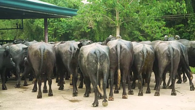 菲律宾牛棚的水牛。乌贝奶牛场，保和视频素材