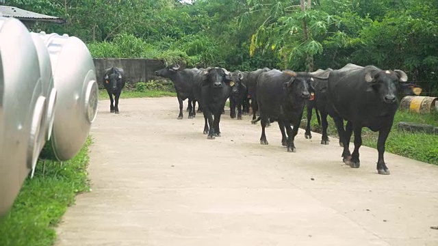 在奶牛农场的马厩排队等候的水牛。乌贝奶牛场，保和，菲律宾视频素材