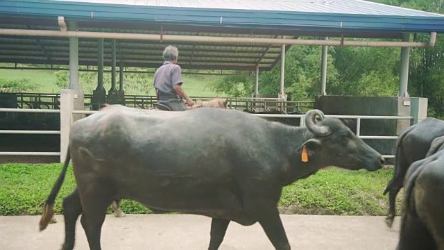 水牛和牛仔们一起来到牧场。乌贝奶牛场，保和，菲律宾视频素材