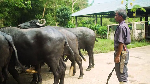 农民用鞭子把水牛送到牛棚。乌贝奶牛场，保和，菲律宾视频素材