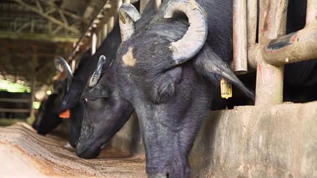 水牛在吃稳定特写。乌贝奶牛场，保和，菲律宾视频素材