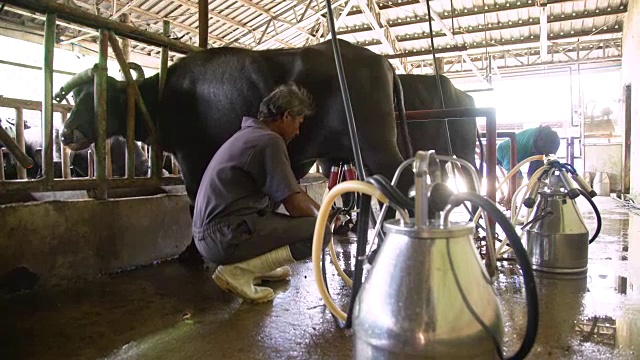 农民在水牛身上使用挤奶机。乌贝奶牛场，保和，菲律宾视频下载