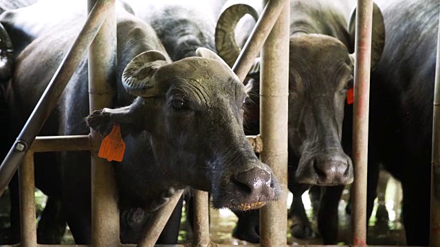 水牛近距离看在镜头稳定。乌贝奶牛场，保和，菲律宾视频素材