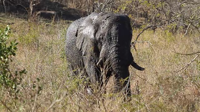 一头满身是泥的大象正穿过灌木丛。视频素材