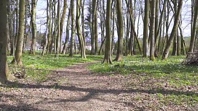 人类在森林里奔跑视频素材