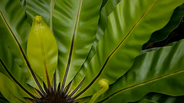 燕窝蕨。野生天堂热带雨林植物为天然花卉背景。抽象的纹理接近新鲜的异国情调的热带绿色新鲜卷曲的叶子在梦幻的深色木材视频素材