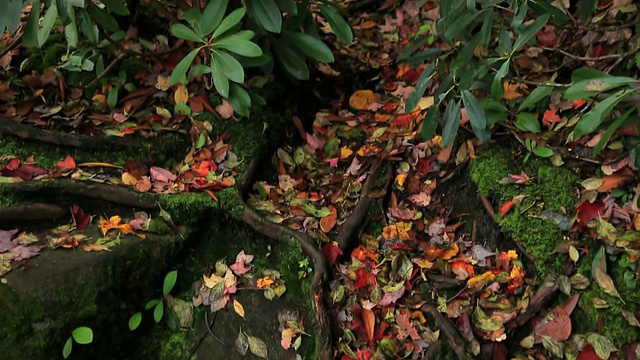 秋叶和树根视频下载